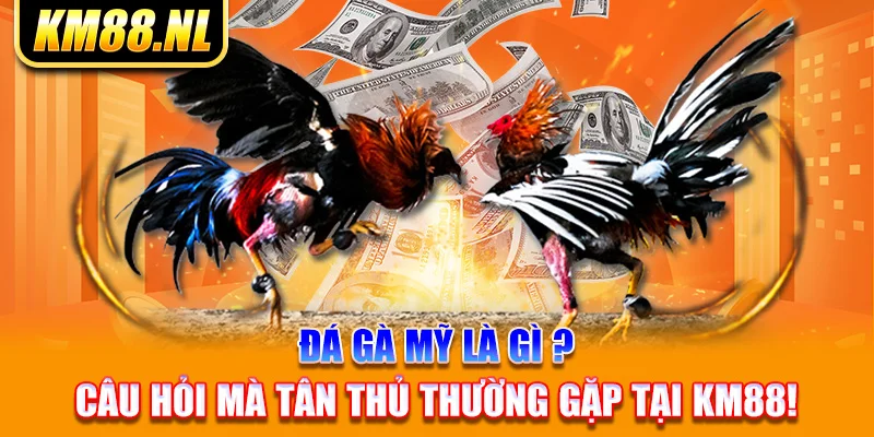 Đá Gà Mỹ Là Gì ? Câu Hỏi Mà Tân Thủ Thường Gặp Tại KM88!