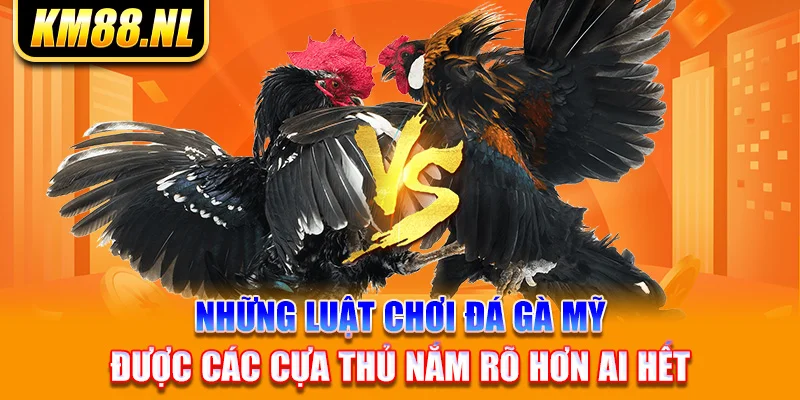 Những luật chơi đá gà Mỹ được các cựa thủ nắm rõ hơn ai hết