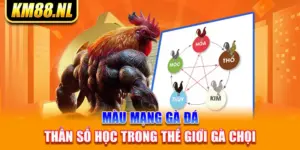 Màu Mạng Gà Đá - Thần Số Học Trong Thế Giới Gà Chọi