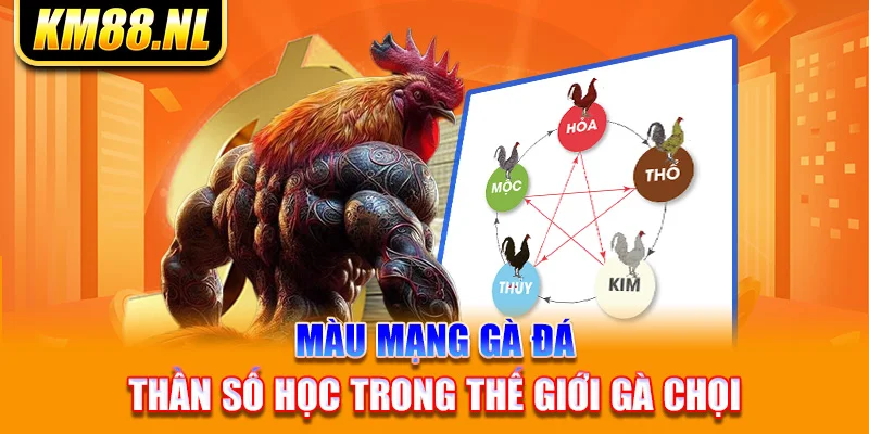 Màu Mạng Gà Đá - Thần Số Học Trong Thế Giới Gà Chọi