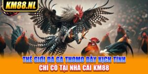 Thế Giới Đá Gà Thomo Đầy Kịch Tính Chỉ Có Tại Nhà Cái KM88