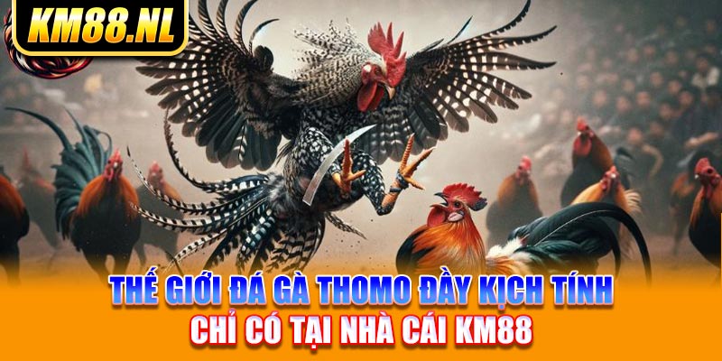 Thế Giới Đá Gà Thomo Đầy Kịch Tính Chỉ Có Tại Nhà Cái KM88