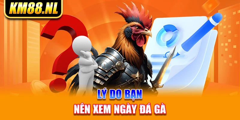 Lý do bạn nên xem ngày đá gà