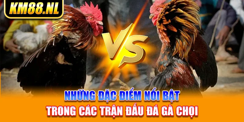 Những đặc điểm nổi bật trong các trận đấu đá gà chọi