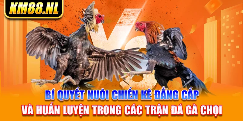 Bí quyết nuôi chiến kê đẳng cấp và huấn luyện trong các trận đá gà chọi