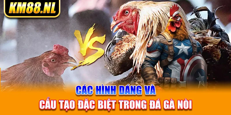 Các hình dáng và cấu tạo đặc biệt trong đá gà nòi 