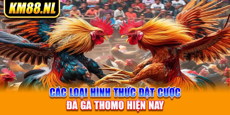 Các loại hình thức đặt cược đá gà Thomo hiện nay