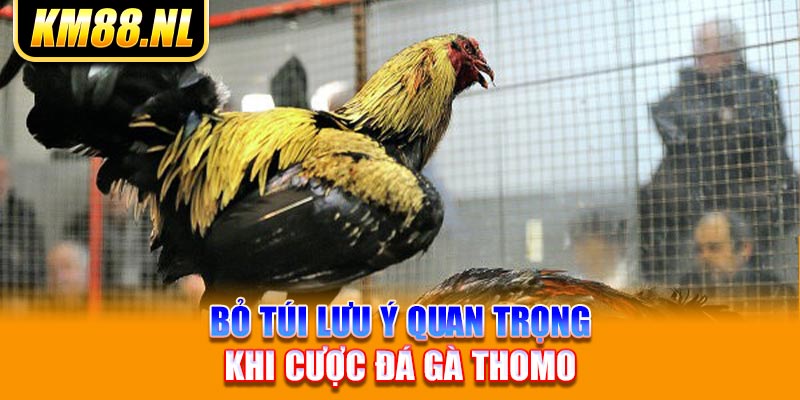 Bỏ túi lưu ý quan trọng khi cược đá gà Thomo