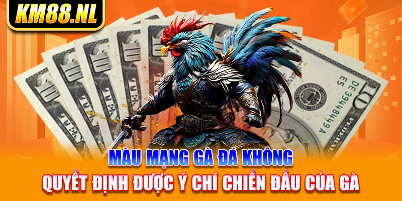 màu mạng gà đá không quyết định được ý chí chiến đấu của gà 