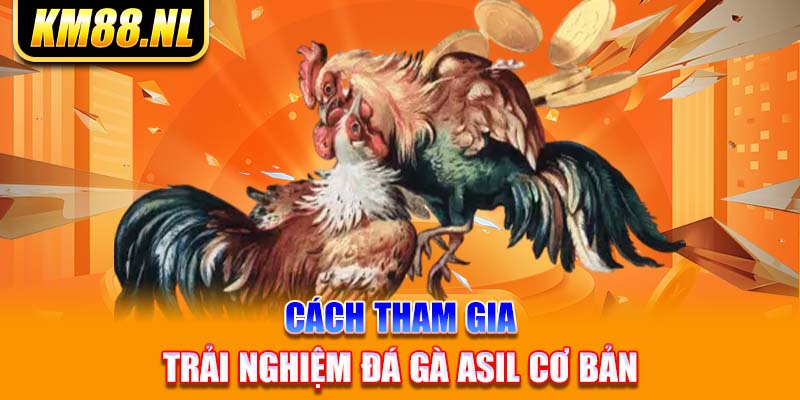 Cách tham gia trải nghiệm đá gà Asil cơ bản