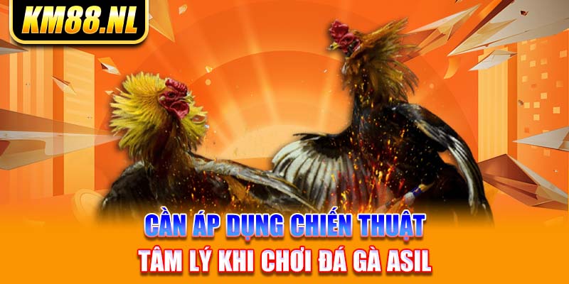 Cần áp dụng chiến thuật tâm lý khi chơi đá gà Asil