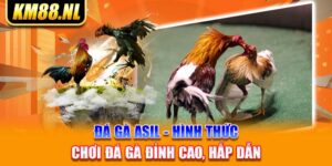 Đá Gà Asil - Hình Thức Chơi Đá Gà Đỉnh Cao, Hấp Dẫn