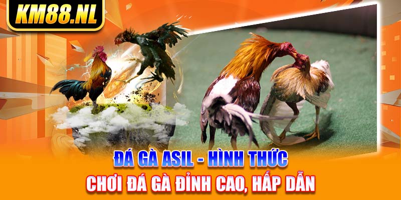 Đá Gà Asil - Hình Thức Chơi Đá Gà Đỉnh Cao, Hấp Dẫn