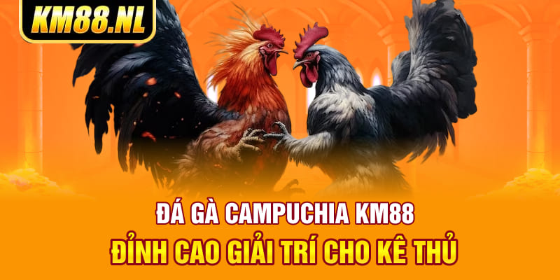 Đá Gà Campuchia KM88 - Đỉnh Cao Giải Trí Cho Kê Thủ