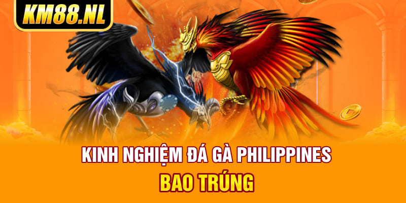 Kinh nghiệm đá gà philippines bao trúng