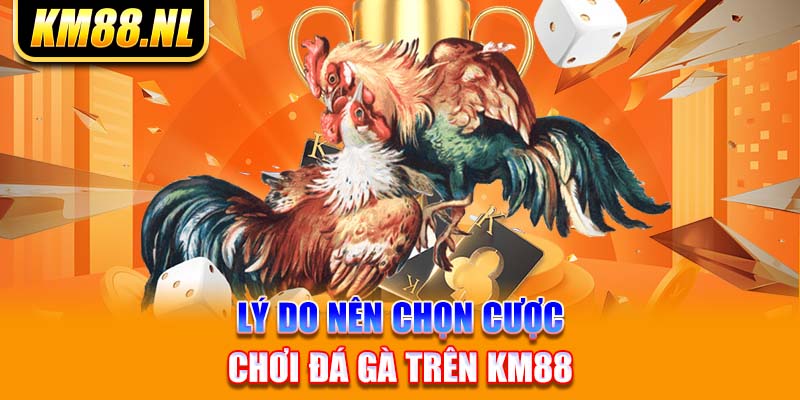 Lý do nên chọn cược chơi đá gà trên KM88