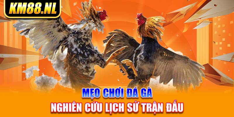 Mẹo chơi đá gà: Nghiên cứu lịch sử trận đấu