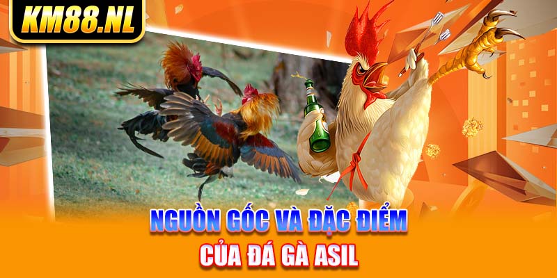 Nguồn gốc và đặc điểm của đá gà Asil