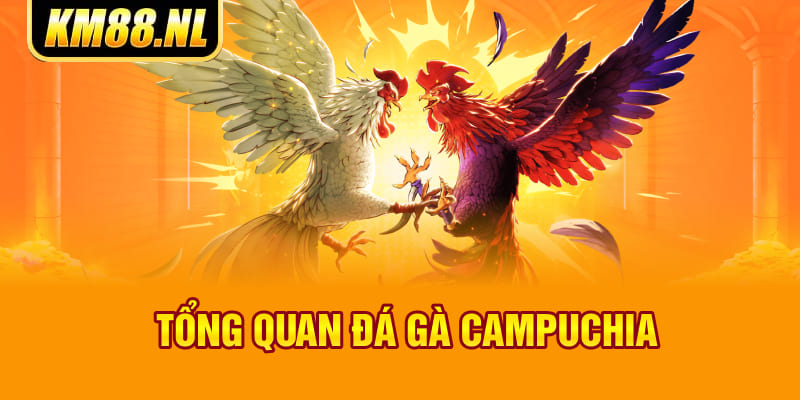 Tổng quan đá gà Campuchia