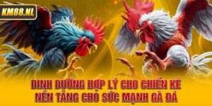 Dinh Dưỡng Hợp Lý Cho Chiến Kê Nền Tảng Cho Sức Mạnh Gà Đá