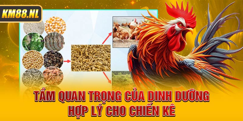 Tầm quan trọng của dinh dưỡng hợp lý cho chiến kê