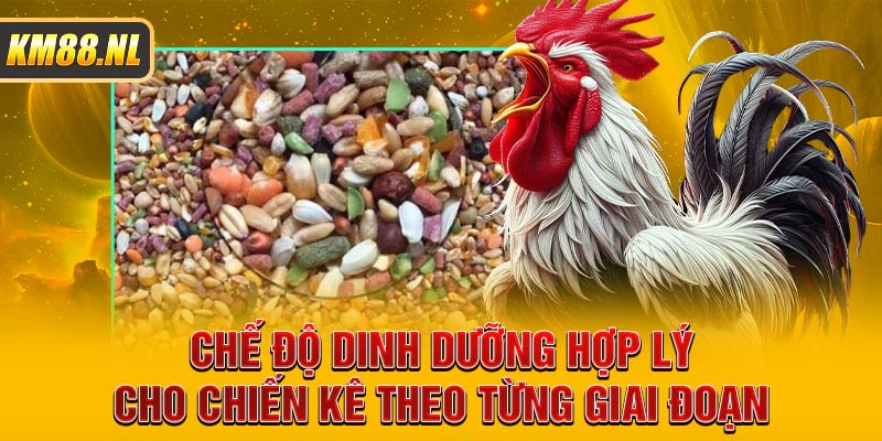 Chế độ dinh dưỡng hợp lý cho chiến kê theo từng giai đoạn